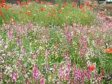 Wildflower meadow 